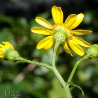 Oxford Ragwort